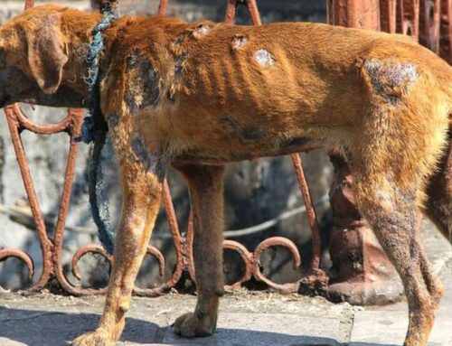 Mueren al año 60 mil animales por maltrato; exigen mayor atención de instituciones